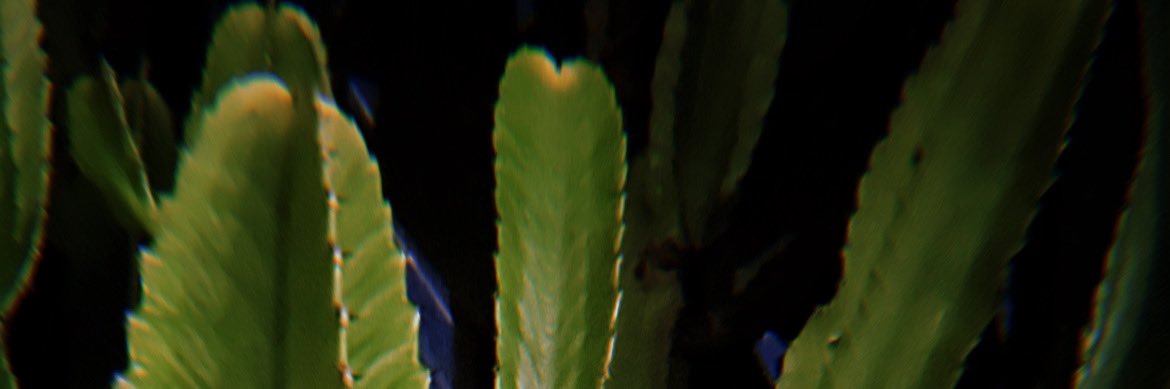 carolfoia's profile banner image