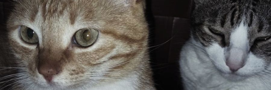 Fabiola marques banner