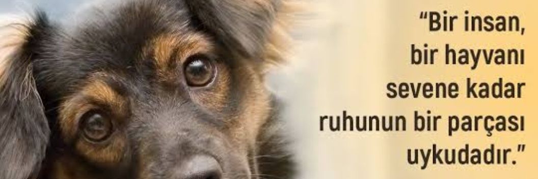 nesrin_ar's profile banner image