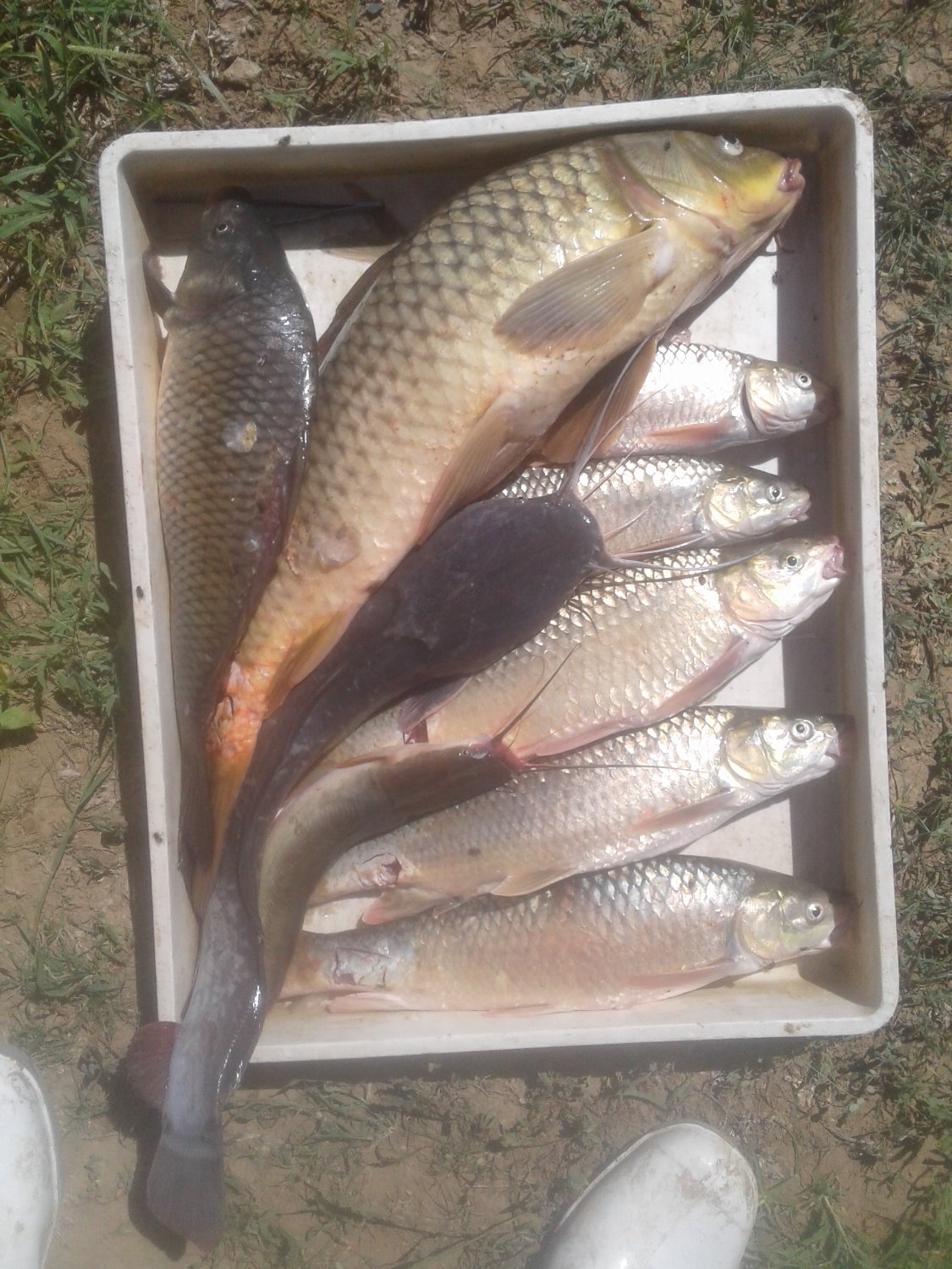 Pule Mpopetsi banner