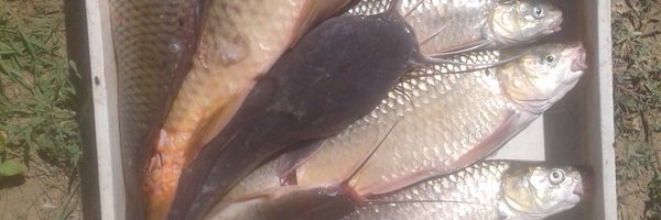 Pule_mp Profile Banner