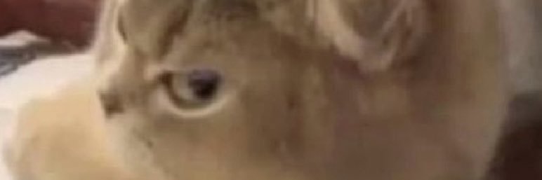 _ojelaynnhoj's profile banner image