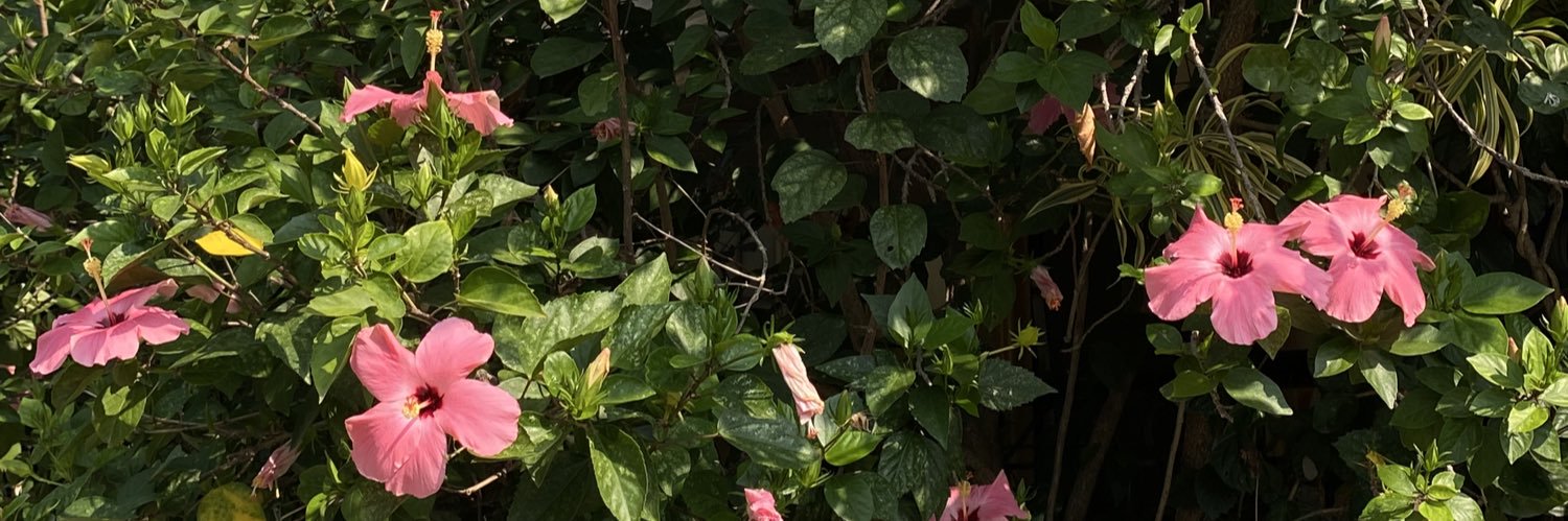 ______shey's profile banner image