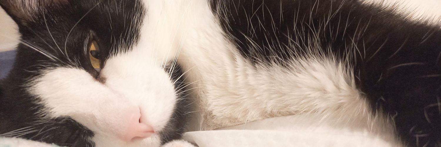 OlgaLuciaJC's profile banner image