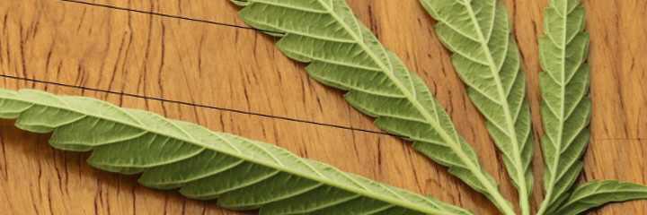 CannaMediaWorks's profile banner image