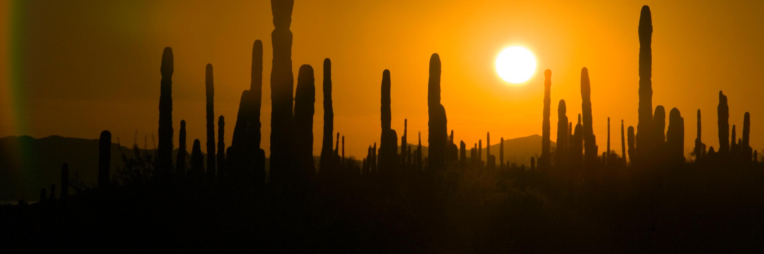 discovermulege's profile banner image