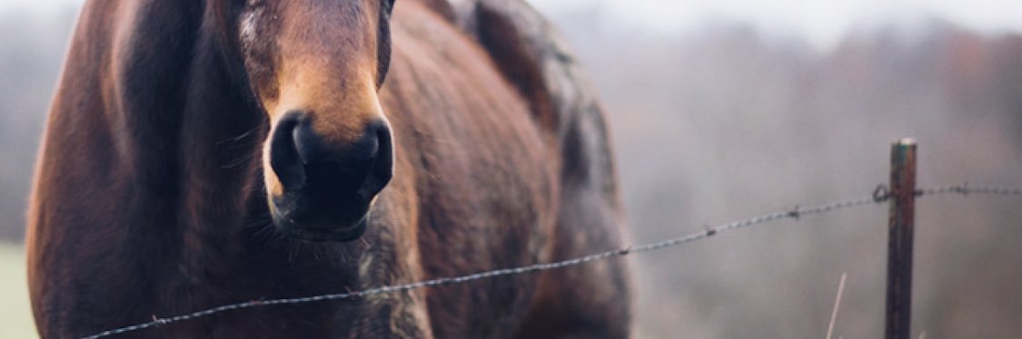 allison_beros's profile banner image