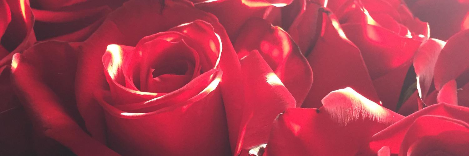Sabrin_Abbas's profile banner image