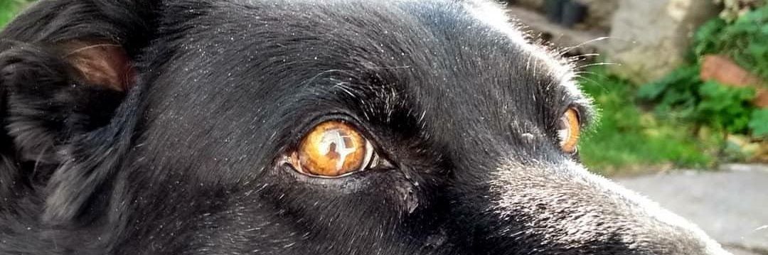JulianSanRoman's profile banner image
