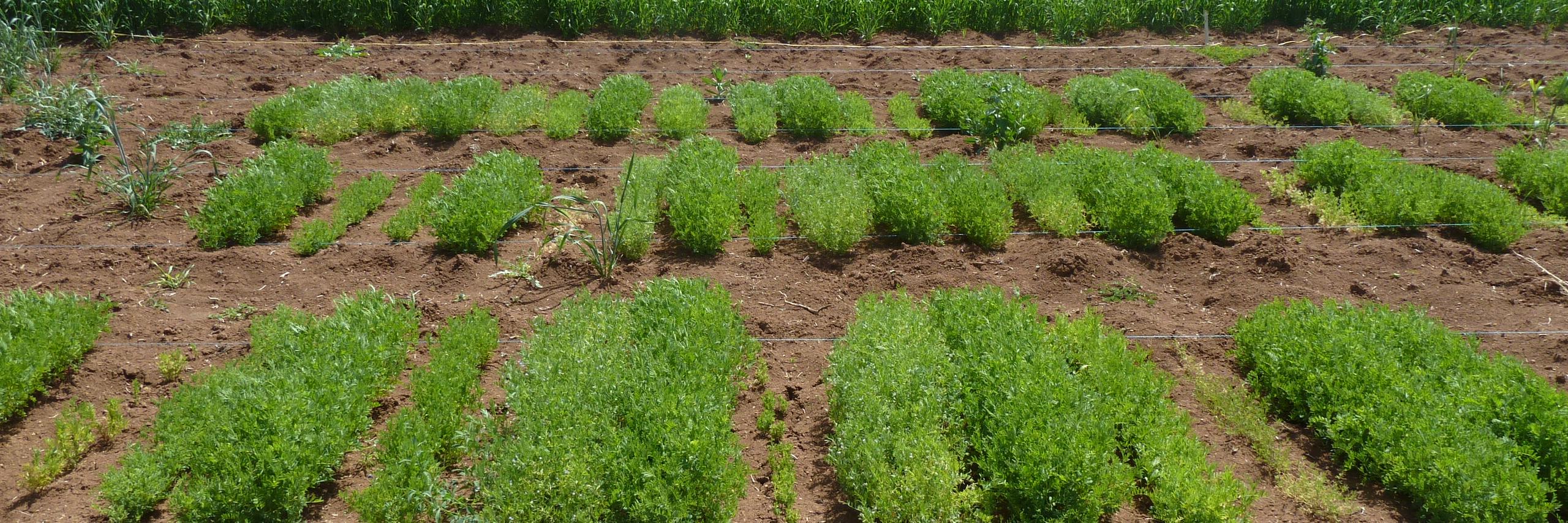 WildLentils's profile banner image