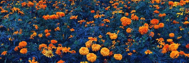 lauren - hiatus banner