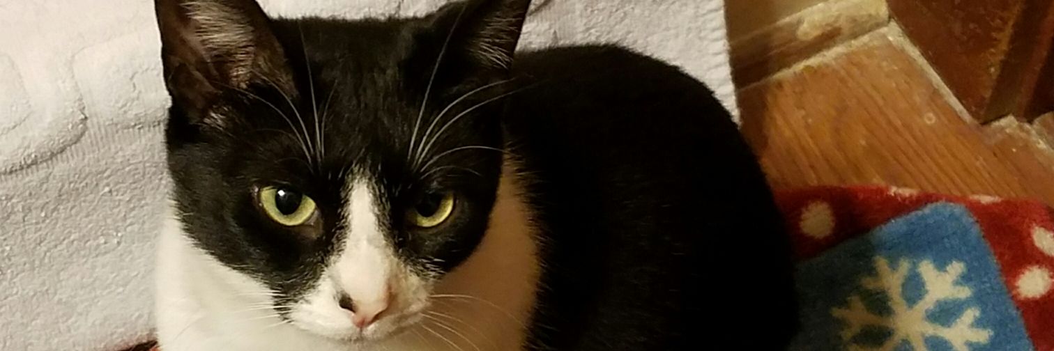 ConnieCochran15's profile banner image