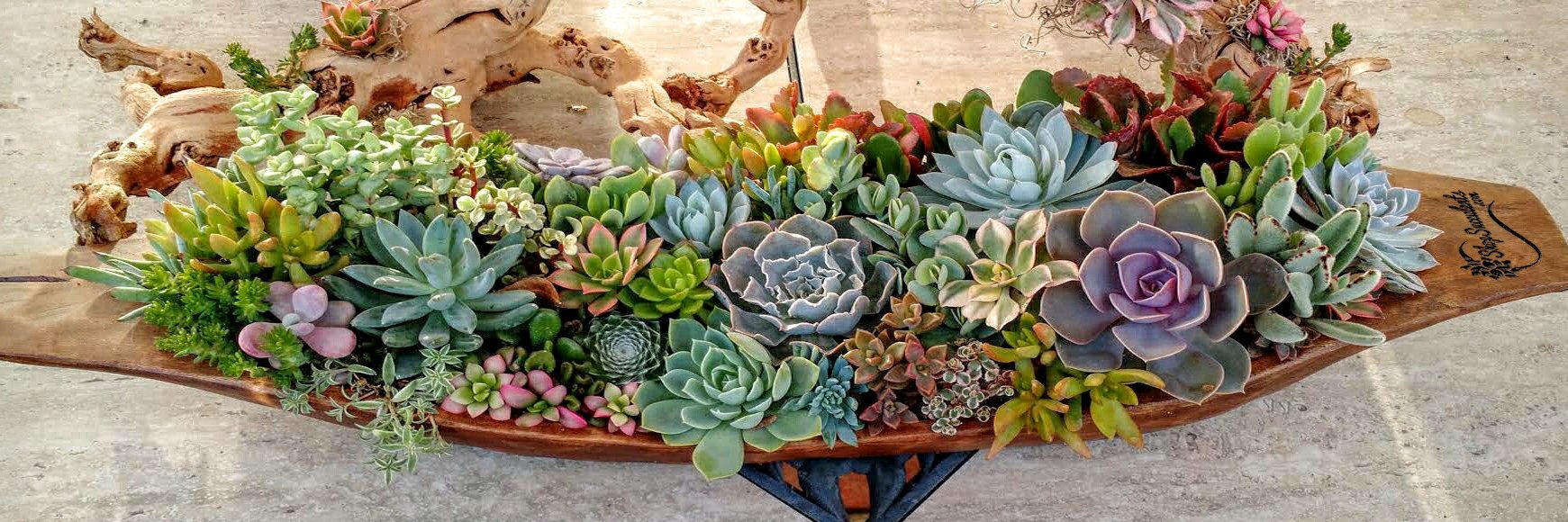 ShopSucculents's profile banner image
