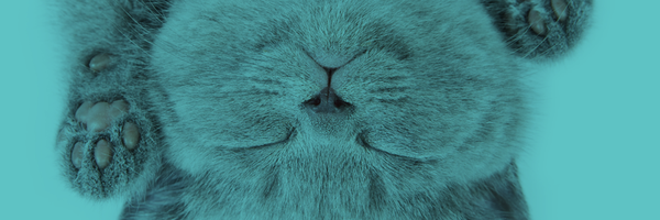 vetchatau Profile Banner