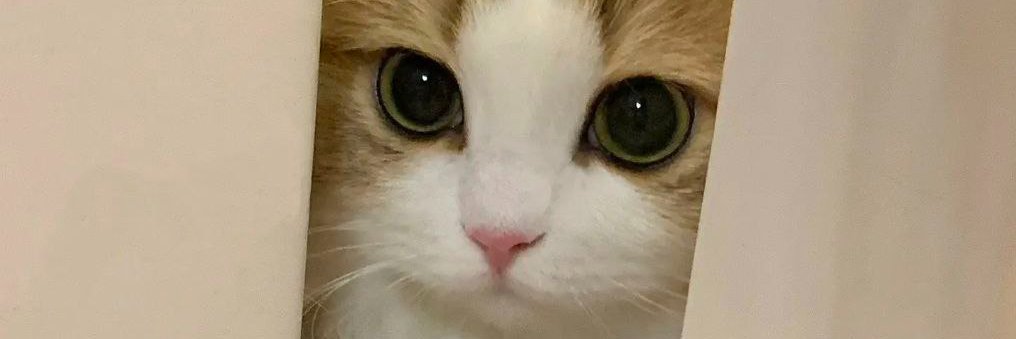willemsenta's profile banner image