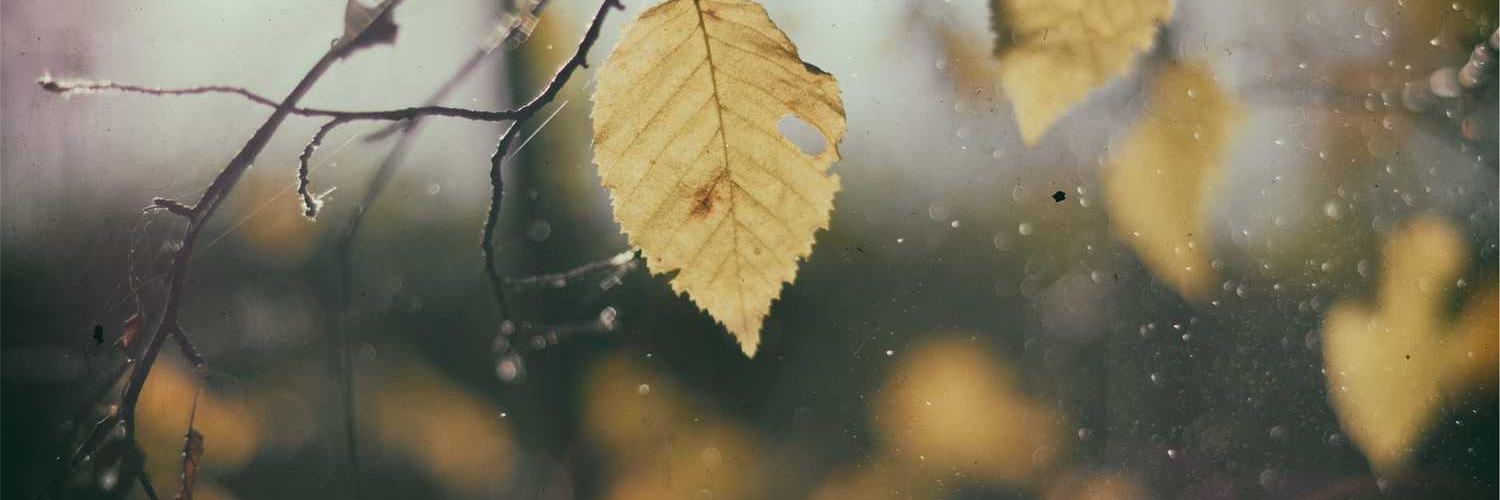 AlexdepontesAmorim .fuel🩸BLOODLOOP banner