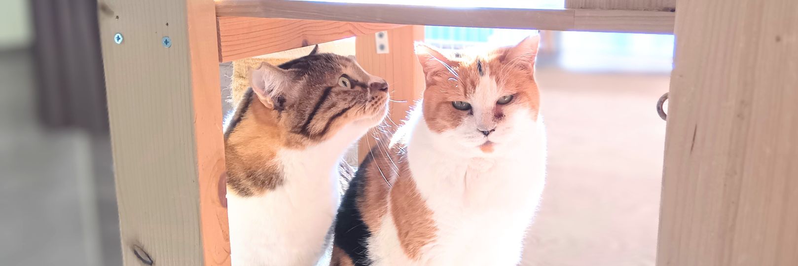 funnycatcafe's profile banner image