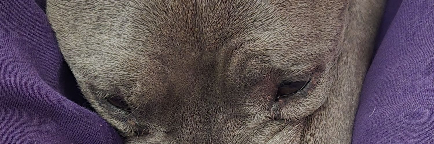 LifeEsLime2020's profile banner image