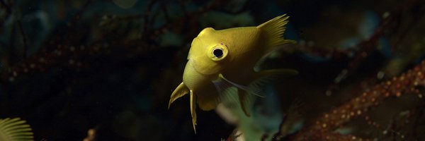 DivingInMyBrain Profile Banner