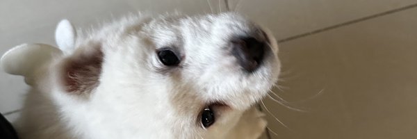 khongbbang Profile Banner