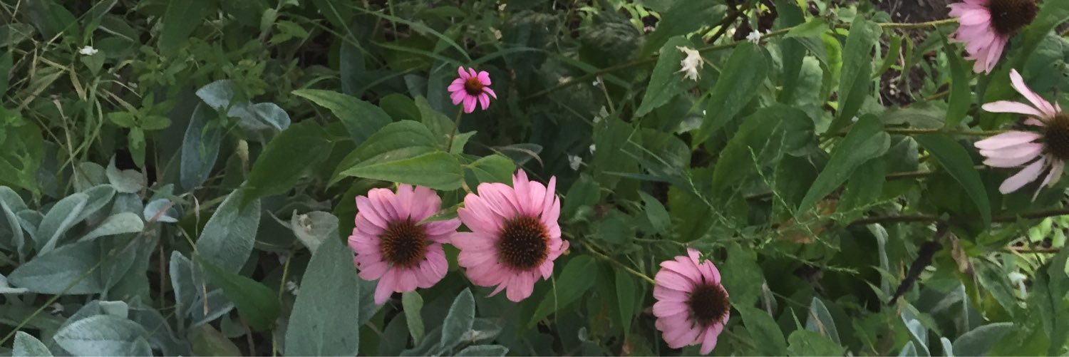 CalPalsBiceps's profile banner image
