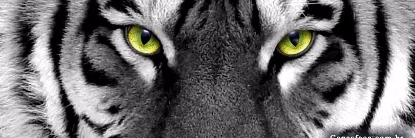 Vinicius_dpc's profile banner image