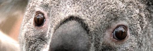 balao_godofredo's profile banner image
