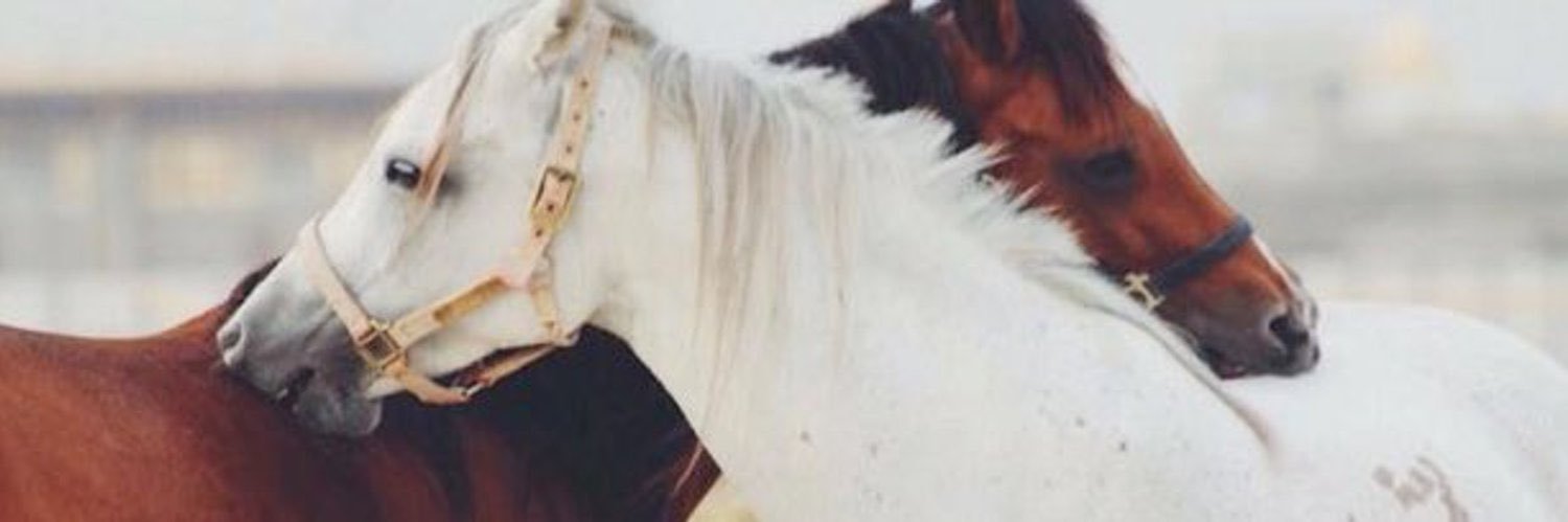 lTurkiK's profile banner image