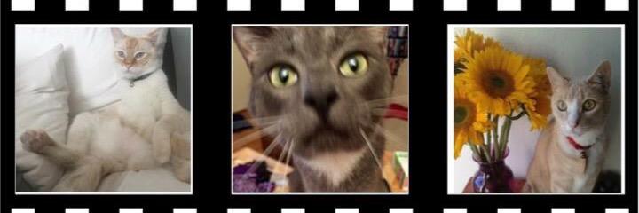 9021Meow's profile banner image