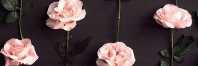 noha211_'s profile banner image