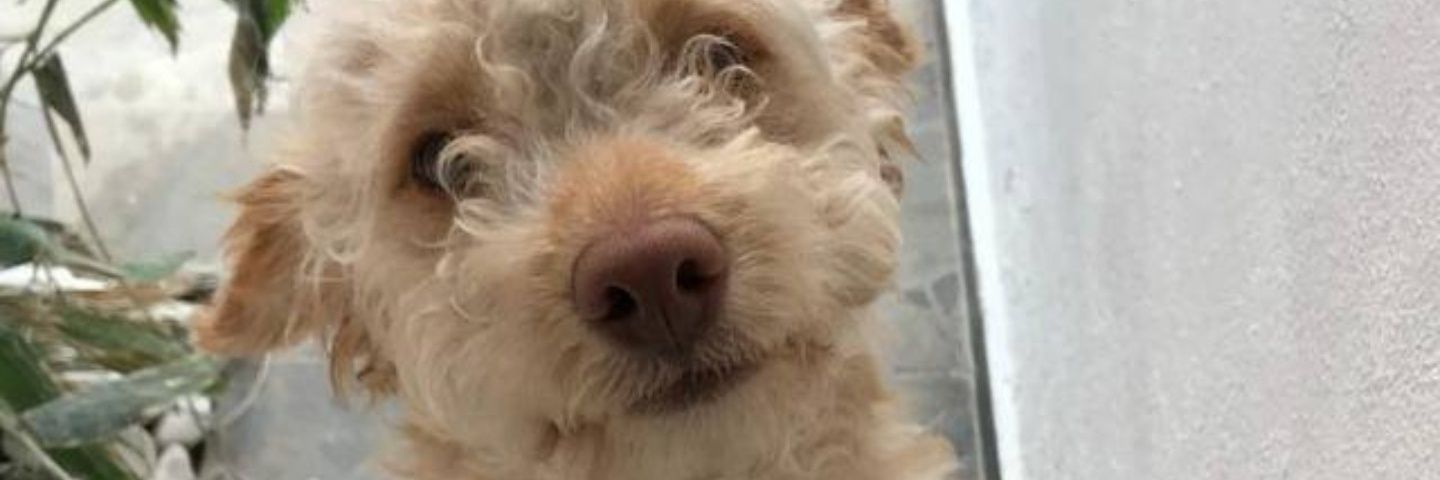 soysofrogers's profile banner image
