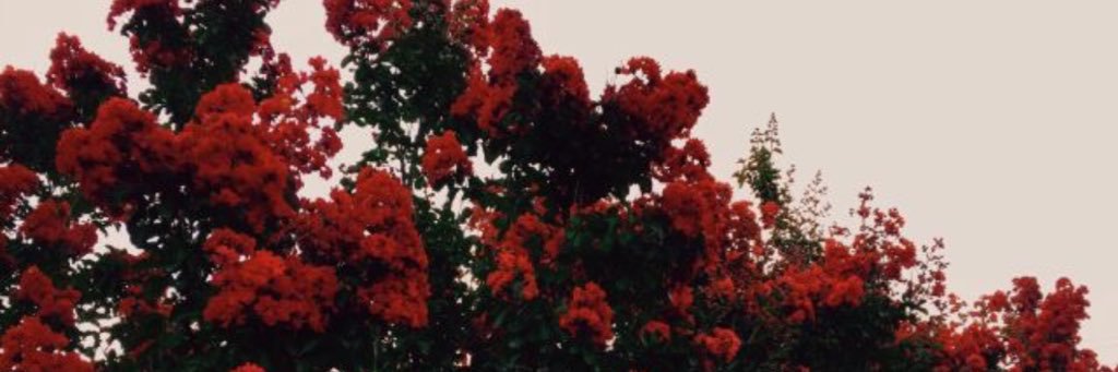 tatumcooperr's profile banner image