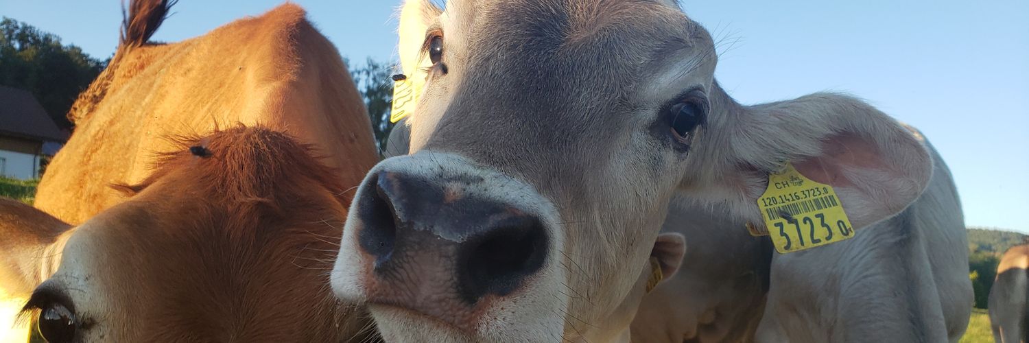 anamariagv99's profile banner image