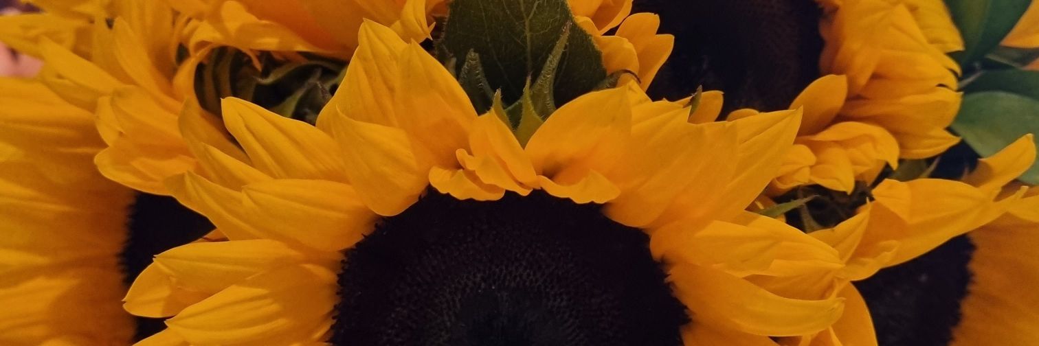 MariaPHerreraG2's profile banner image