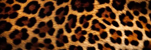 Meldamiuw's profile banner image
