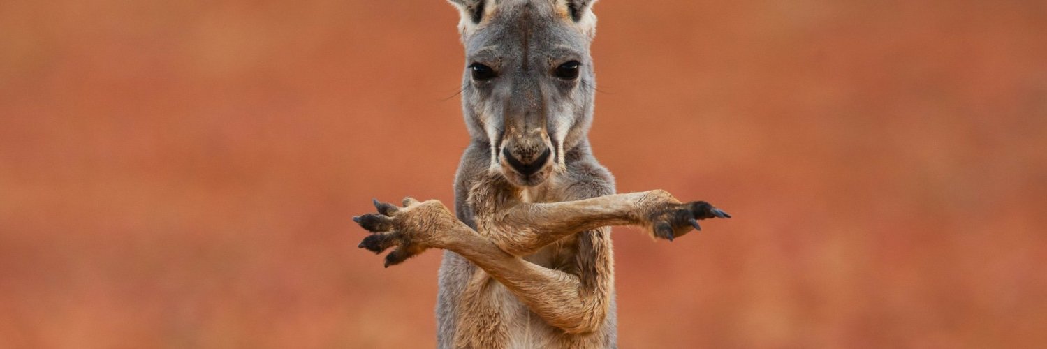 KangarooKush's profile banner image