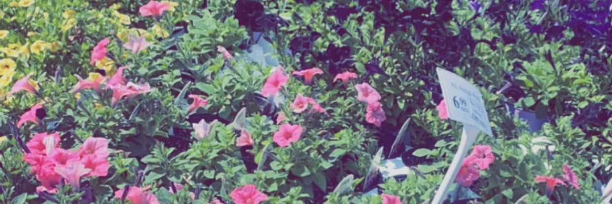 sydneymphipps's profile banner image