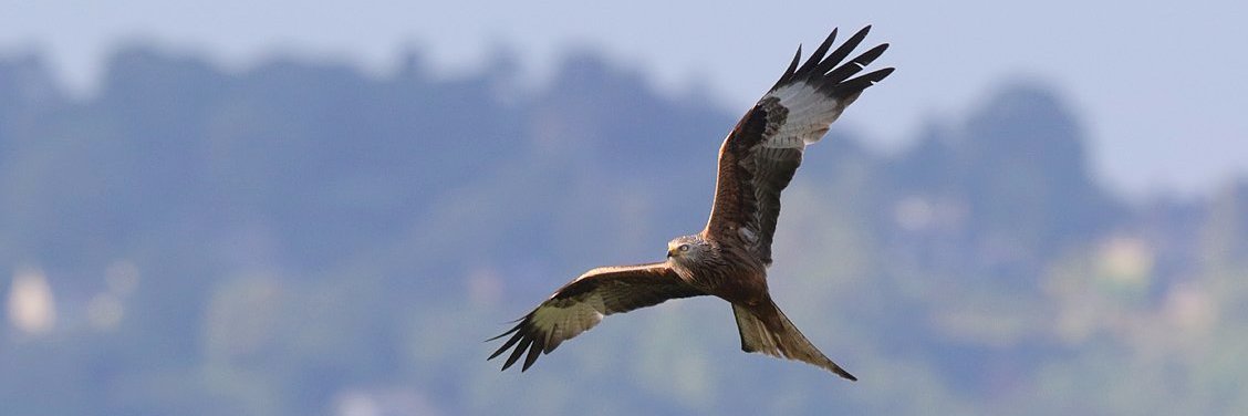 YorksRedKites's profile banner image