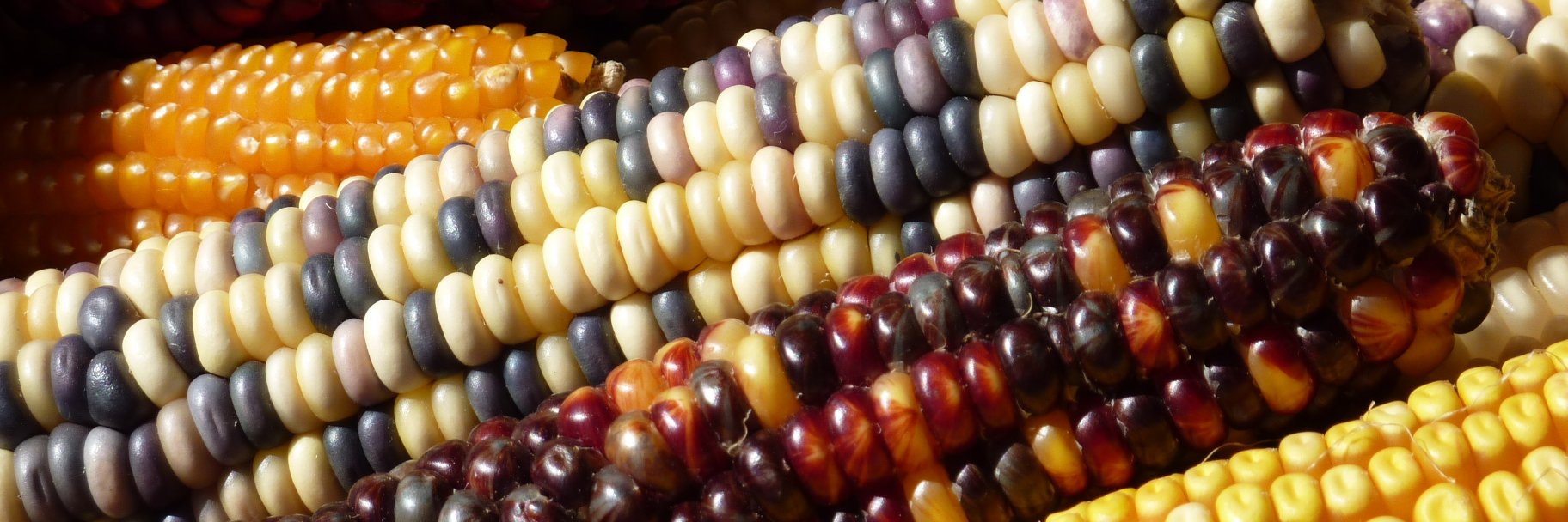 diversifood_eu's profile banner image