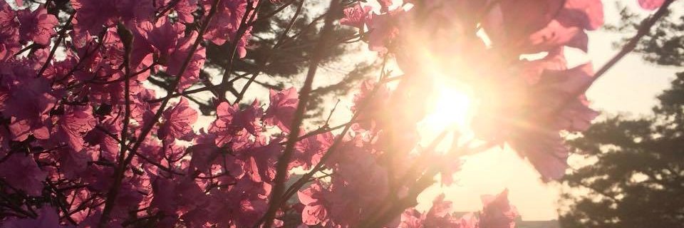 MaraBierbach's profile banner image