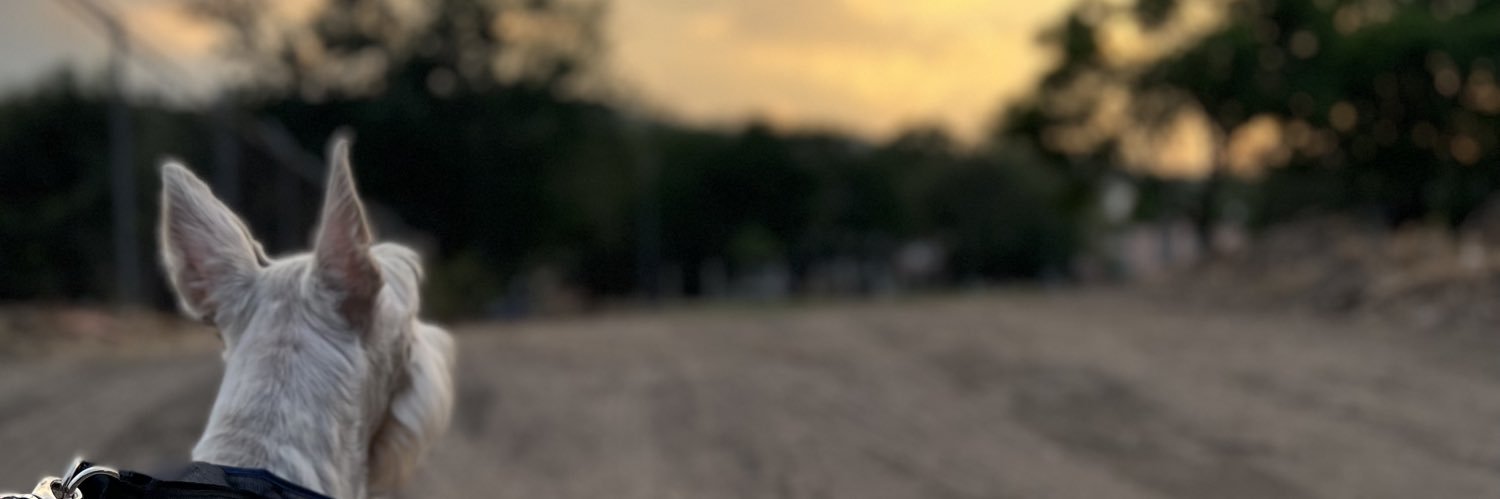 ftsofiamedrano's profile banner image