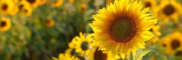 Marcela_Pav's profile banner image