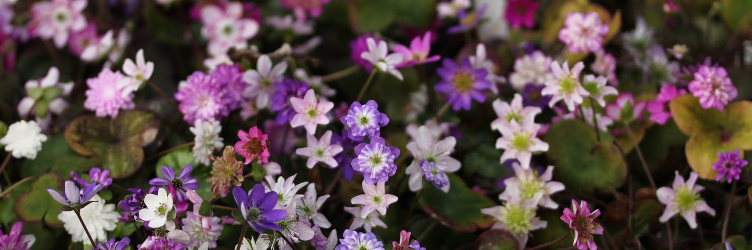 株式会社中越植物園 Chuetsu Garden Studio banner