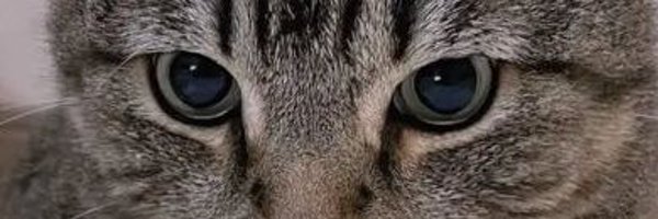 KurakoCS2 Profile Banner