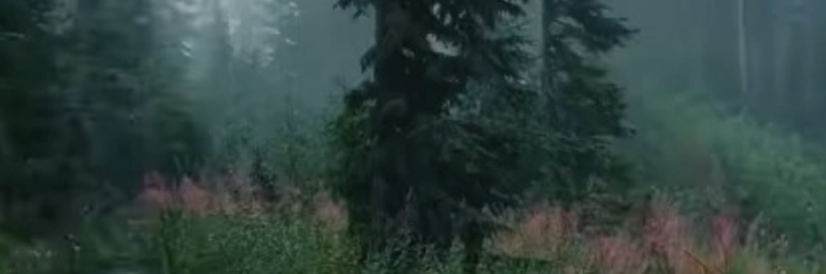everdor21's profile banner image
