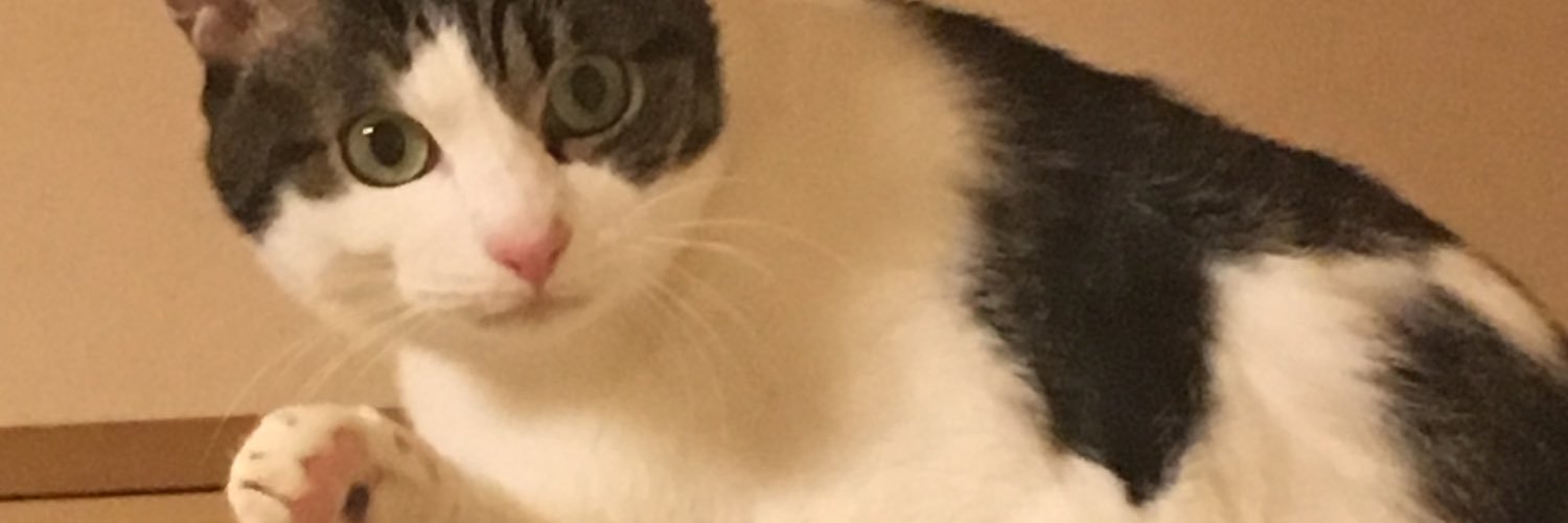 noranimo's profile banner image