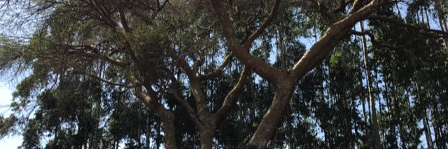 MusauIs's profile banner image