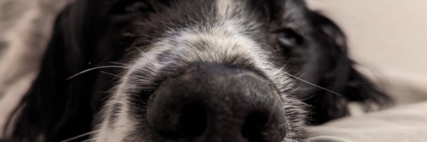 bibbs8963 Profile Banner