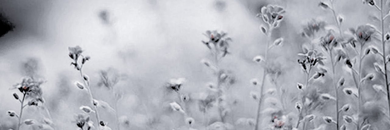 Jeyneism's profile banner image