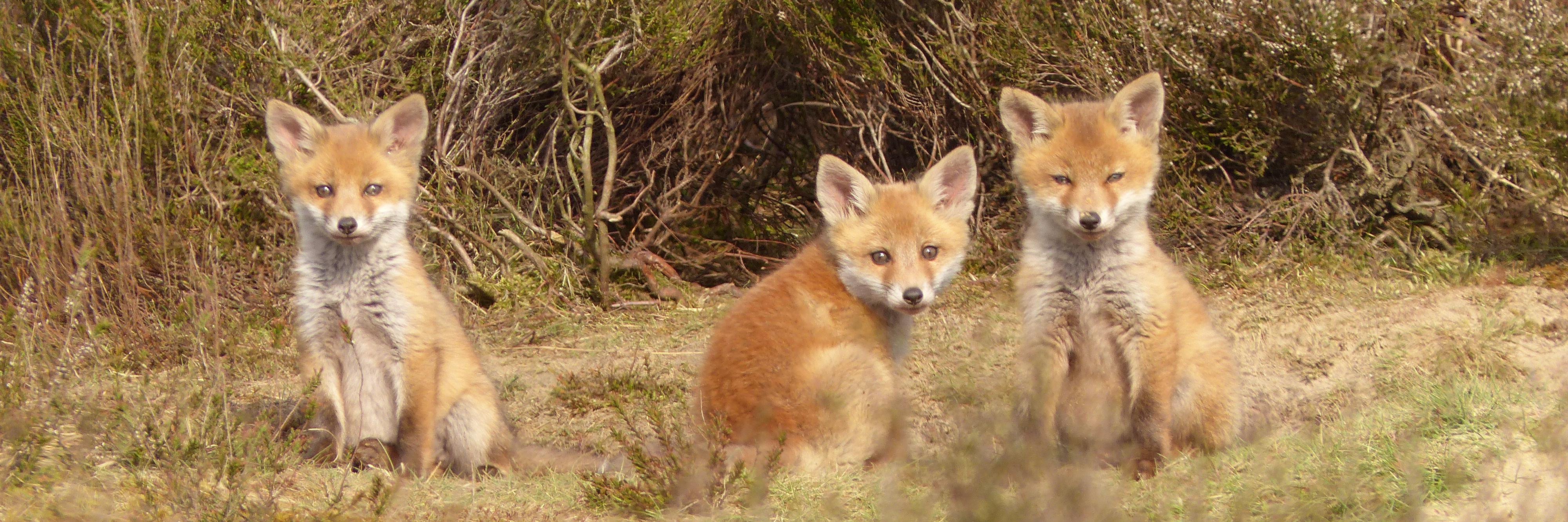 LeenderbosNatuurlijk's banner